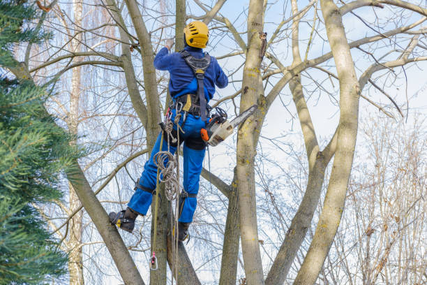 Best Tree Cabling and Bracing  in St George, UT