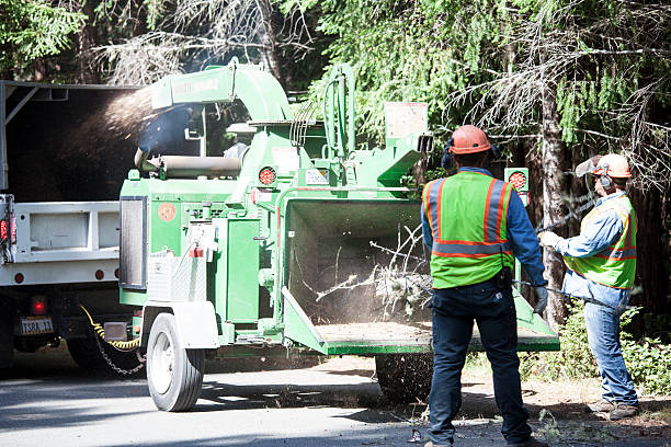 Best Tree Maintenance Programs  in St George, UT