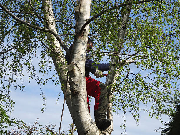 Best Tree Preservation Services  in St George, UT